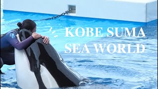 Orca performance/fighting with toys? Ran-chan/Stella underwater training [Kobe Suma Sea World]