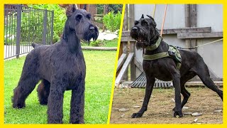 Top 8 Cosas Que No Sabias De Los Perros SCHNAUZER Gigante