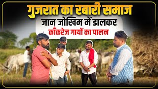 इस गाँव का बच्चे से बूढ़ा तक करता है काँकरेज गायों की सेवा और गौपालन | Rabari Samaj | Kankrej Cow