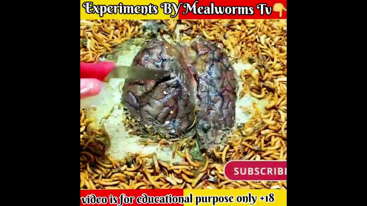 Mealworms Experiments ( official video) Trending topics 07 Experiment no 1 #shorts ( Crazy XYZ )