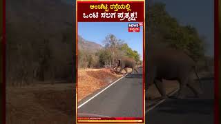 Elephant |ಒಂಟಿ ಸಲಗದ ಓಡಾಟದ ದೃಶ್ಯ ವಾಹನ ಸವಾರರ ಮೊಬೈಲ್‌ನಲ್ಲಿ ಸೆರೆ | N18S