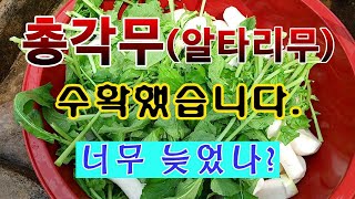 [텃밭농부. 1,105]  부드럽고 아싹한 총각무 수확. #총각무재배 #알타리 무