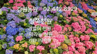 강원농원2부(02 442.8929)#천원에 행복#