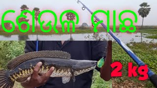 ଦେଖନ୍ତୁ ଏକ ବଡ ଶେଉଳ ମା ||ek bada cobra snakhead ||#fishing #fishingvideo