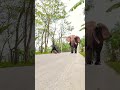 elephant attack cycling boy in indian road vfx shorts elephant attack elephantvideo