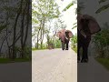 elephant attack cycling boy in indian road vfx shorts elephant attack elephantvideo