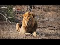 The lion king having a drink - SafariLIVE Sunrise - 17 October 2024