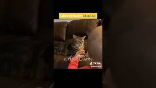 Najim Nima dedi🤣🤣🤣🤣 #najim #mushuk #azikboom #catlike #cat #catlover #mycat #funny #animalcat