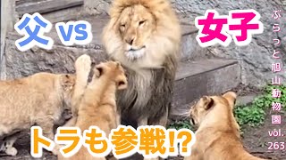 トラも参戦⁉︎パパvs4姫のケンカに仲裁。オリトライオン家族/vol263@旭山動物園/Tiger also participates. lion father vs4 princess