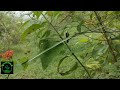 long nosed whip snake പച്ചില പാമ്പ്