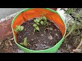 எளிதாக புதினா வளர்ப்பது எப்படி growing mint in an easy way..with updates 72