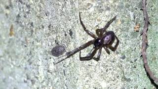 Noble False Widow (Steatoda nobilis) -   Brighton, April 2021