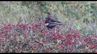 Birds in the Netherlands in September and October