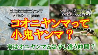 コオニヤンマ　　身近な自然の生き物