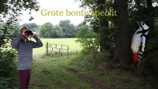 Vogel beginnerscursus deel 2 #4 - Grote bonte specht