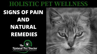 Signs of Pain in Senior Pets and How to Treat with Natural Remedies with The Natural Pet Doctor