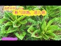 苋菜的作用和功效。Health of benefits of amaranth leaves。Bayam merah.