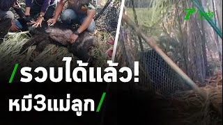 จับแล้วหมี 3 แม่ลูกซุกไร่อ้อย | 04-10-63 | ไทยรัฐนิวส์โชว์