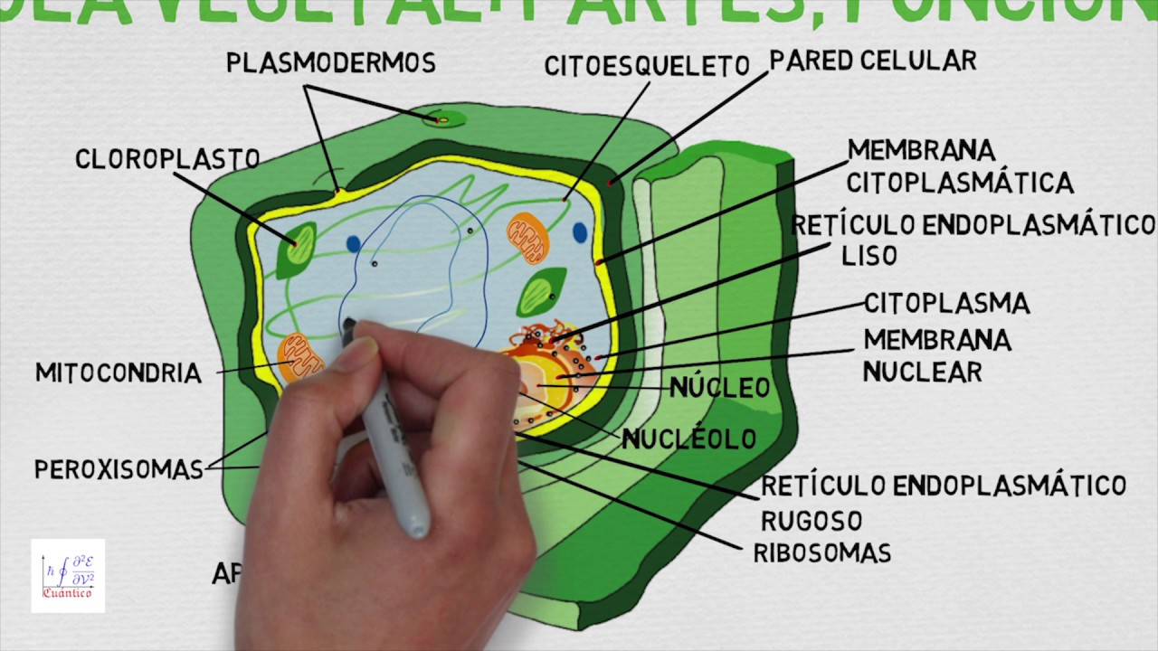 Características De La Célula Vegetal - YouTube