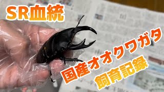 オオクワガタ　産卵への準備【オオクワ記録#3】