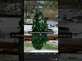 Pro Tip: How to Add Texture to Forest Fires VFX