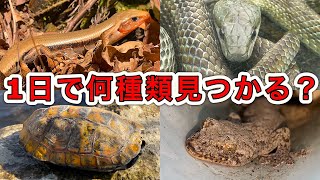 1日本気出せば爬虫類って何種類見つかるのか！？