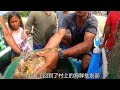 grouper worth tens of thousands was thrown into the water as bait fishermendaily gift of the sea...