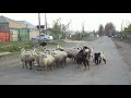 გარდაბნის აღკვეთილი gardabani managed reserve Заповедник Гардабани 05.04.2019