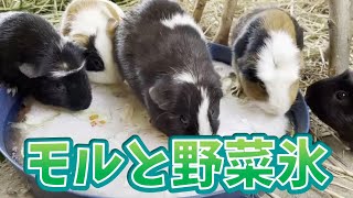 モルモットと野菜入り氷　Guinea pigs and the ice block with vegetables