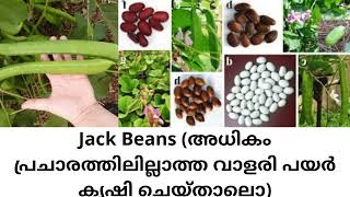 വാളരി പയർ കൃഷി ചെയ്യാം (Jack Beans)