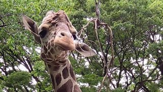 横浜【野毛山動物園】柵の外の葉っぱを食べると、足がひとつぶらぶらしちゃう、キリン