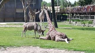 Shocking! Kudu attacks Giraffe at Blijdorp Zoo Rotterdam!