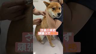 柴犬ゆず🐶注射泣かずに打てるかな？💉