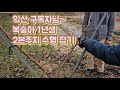 복숭아 1년생 유목~2본주지 각도.방향 유인하여 수형 잡기