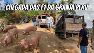 “ Entrega e Manejo de Sucesso na Granja Sitio Novo Lar 🐖✨”