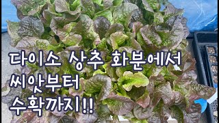 다이소 상추키우기 씨앗에서 수확까지 :: How to Grow Lettuce from Seed