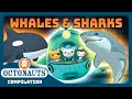 @Octonauts - 🐋 Whales and Sharks 🦈 Sea Exploration | 3 Hours+ Full Episodes Marathon