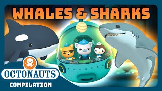 @Octonauts - 🐋 Whales and Sharks 🦈 Sea Exploration | 3 Hours+ Full Episodes Marathon