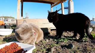 【猫の喧嘩】食事を邪魔された灰色猫がマジギレ！黒猫は逆ギレ！