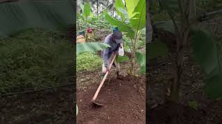 വാഴ കൃഷി വാഴക്കു മണ്ണ് കൊടുക്കൽ   #Banana plant Soil covering #Banana