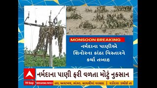 Narmada Flood | નર્મદા નદીના પૂરને કારણે વડોદરાના શિનોરમાં 900 એકરમાં પાક થયો બરબાદ