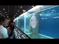 1st aquatic u0026 garden asia show 2022 4k uhd koi arowana