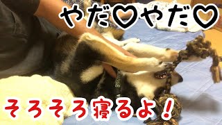 遊び疲れた柴犬をトントンして寝かしつけてみた【柴犬タイガ】【Shibainu dog】