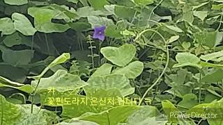 약초산행/야생도라지 찼는방법 지금 도라지 꽃필 시기 유일한  자생지  포인트 공개