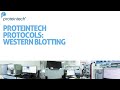 Proteintech Protocols: Western Blotting