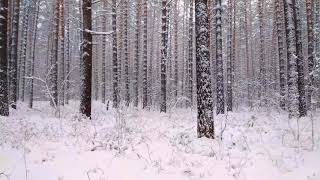 Как красиво в лесу зимой в снегопад погулять!!!