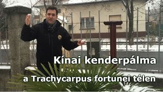 Trachycarpus fortunei - Télálló kínai kenderpálma