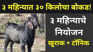 बोकडाचे वजन 3 महिन्यात बनवा 30 किलो | बोकडपालन वजन वाढ | bokdachi vjn vaadh | shelipaln