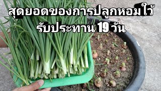 เคล็ดลับสูตรปลูกหอมแขกหอมแดงไว้รับประทานทั้งปีสูตรนี้ยอดเยี่ยม