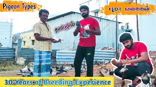 ரூ.50 முதல் புறா market in India | கரணப் புறா, சாதா புறா வளர்ப்பு | Mr camera man |Tamil